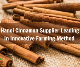 hanoi-cinnamon-supplier-leading-in-innovative-farming-method