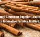 hanoi-cinnamon-supplier-leading-in-innovative-farming-method