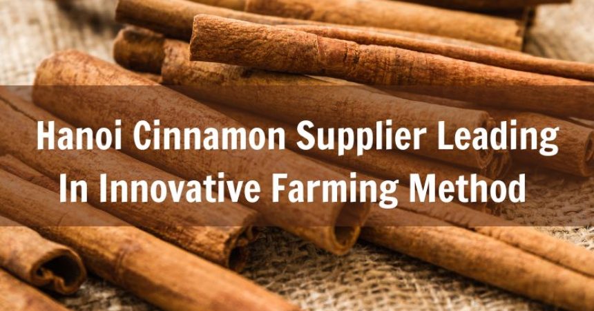 hanoi-cinnamon-supplier-leading-in-innovative-farming-method