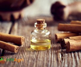 cinnamon-oil-natures-fragrant-elixir-for-well-being-and-beyond-1